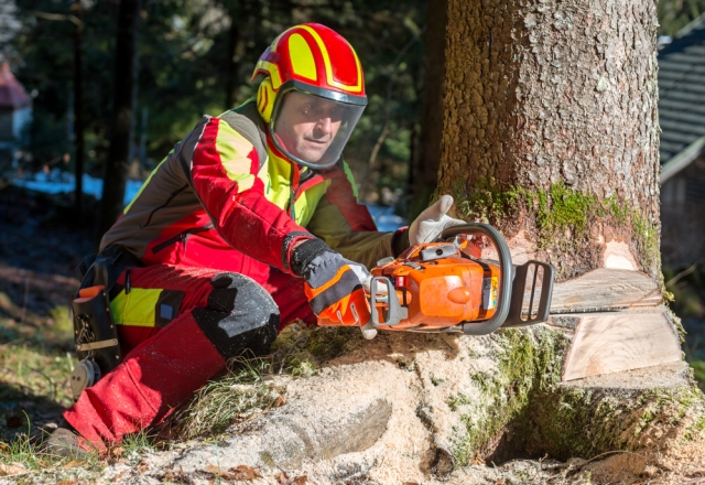 Chainsaw - Felling and Processing Trees over 380mm - BNG Training