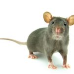 Rodenticides training for Control of Rats and Mice