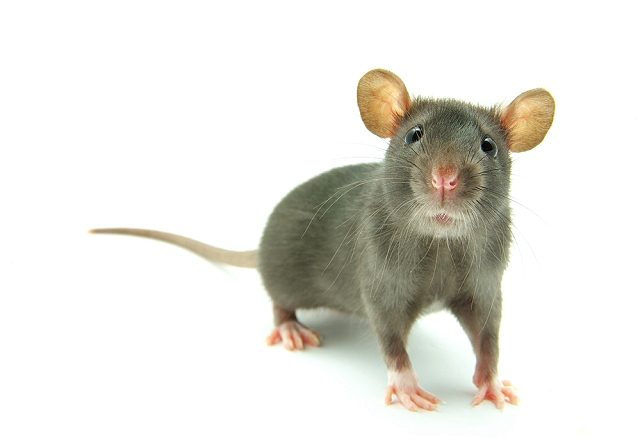 Rodenticides training for Control of Rats and Mice